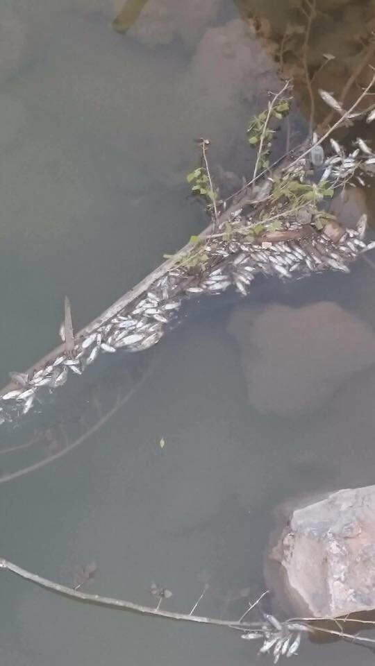 Harşit çayında balık ölümleri korkutuyor 12