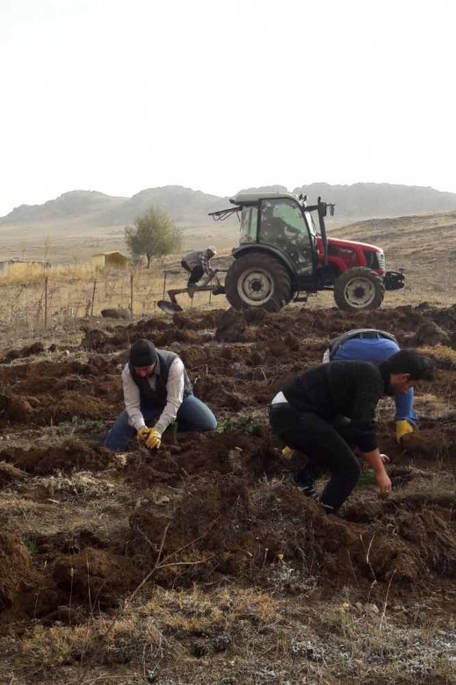 Ağaçsız köyün ağaç sevdası  2