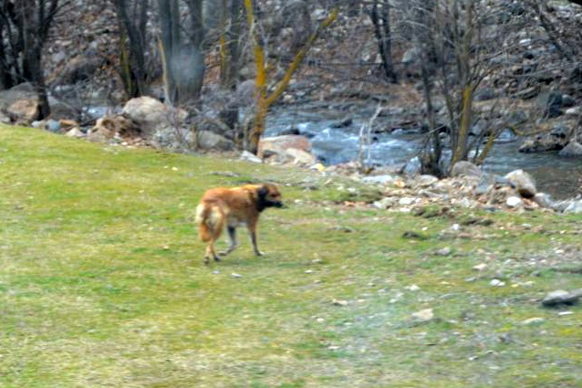 Torul Belediyesinden kafasına bidon sıkışan köpek için operasyon 1