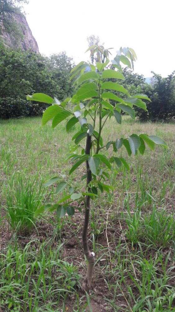Gümüşhane’de hedef 100 bin ceviz fidanı 2