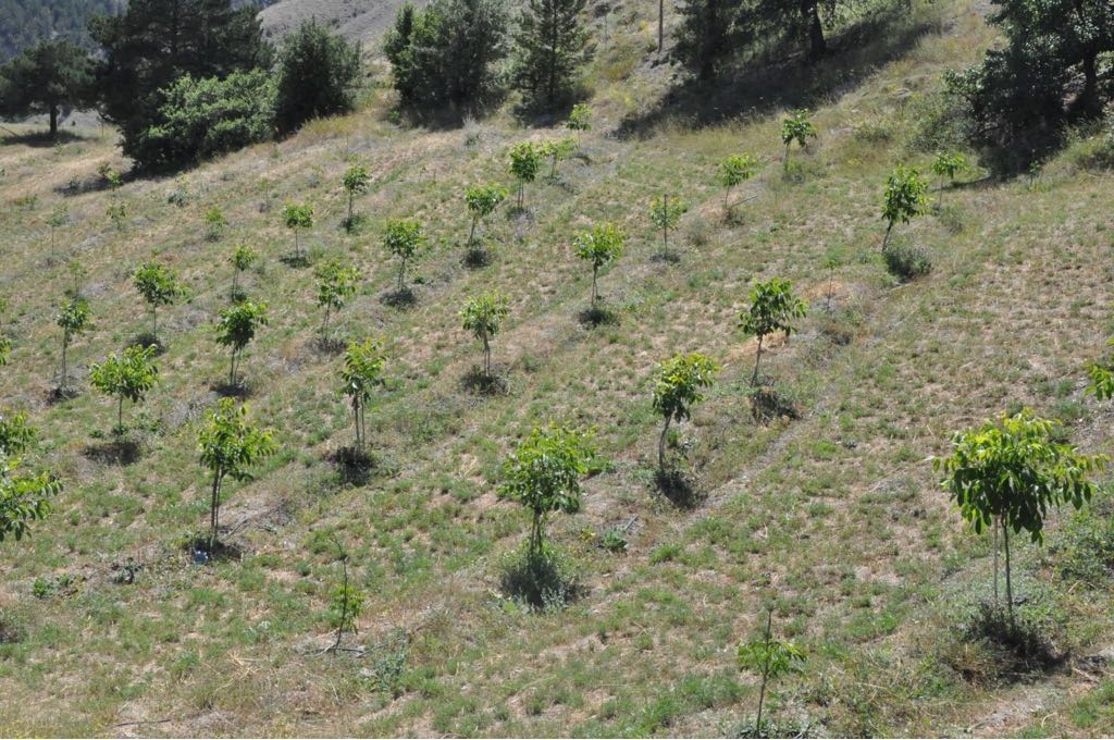 Gümüşhane’de hedef 100 bin ceviz fidanı 3