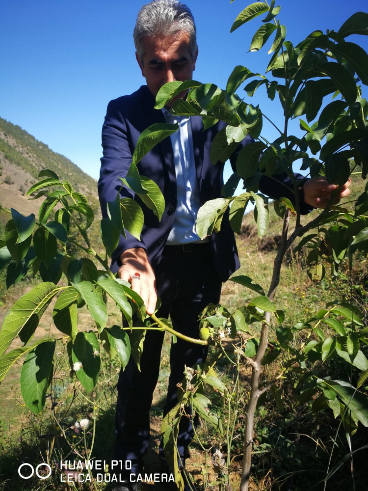 Gümüşhane Ceviz Vadisi olma yolunda hızla ilerliyor   1