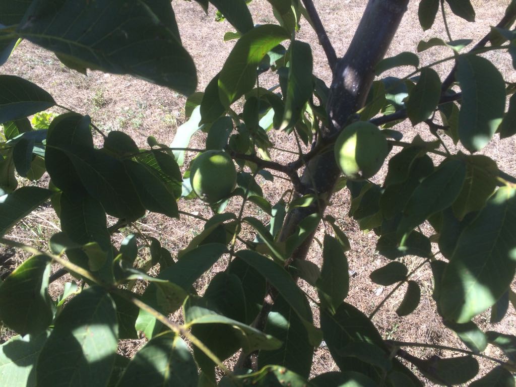 Gümüşhane Ceviz Vadisi olma yolunda hızla ilerliyor   2