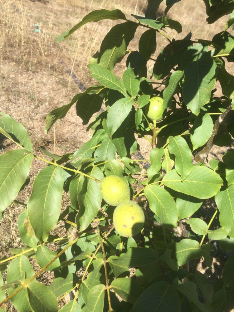 Gümüşhane Ceviz Vadisi olma yolunda hızla ilerliyor   13