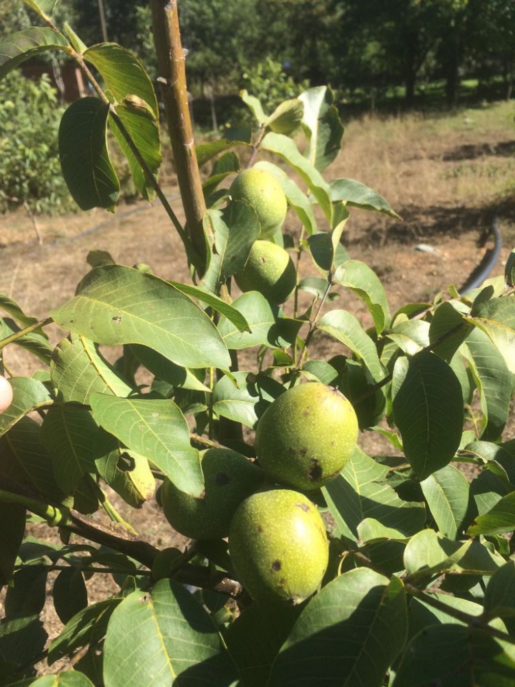 Gümüşhane Ceviz Vadisi olma yolunda hızla ilerliyor   15