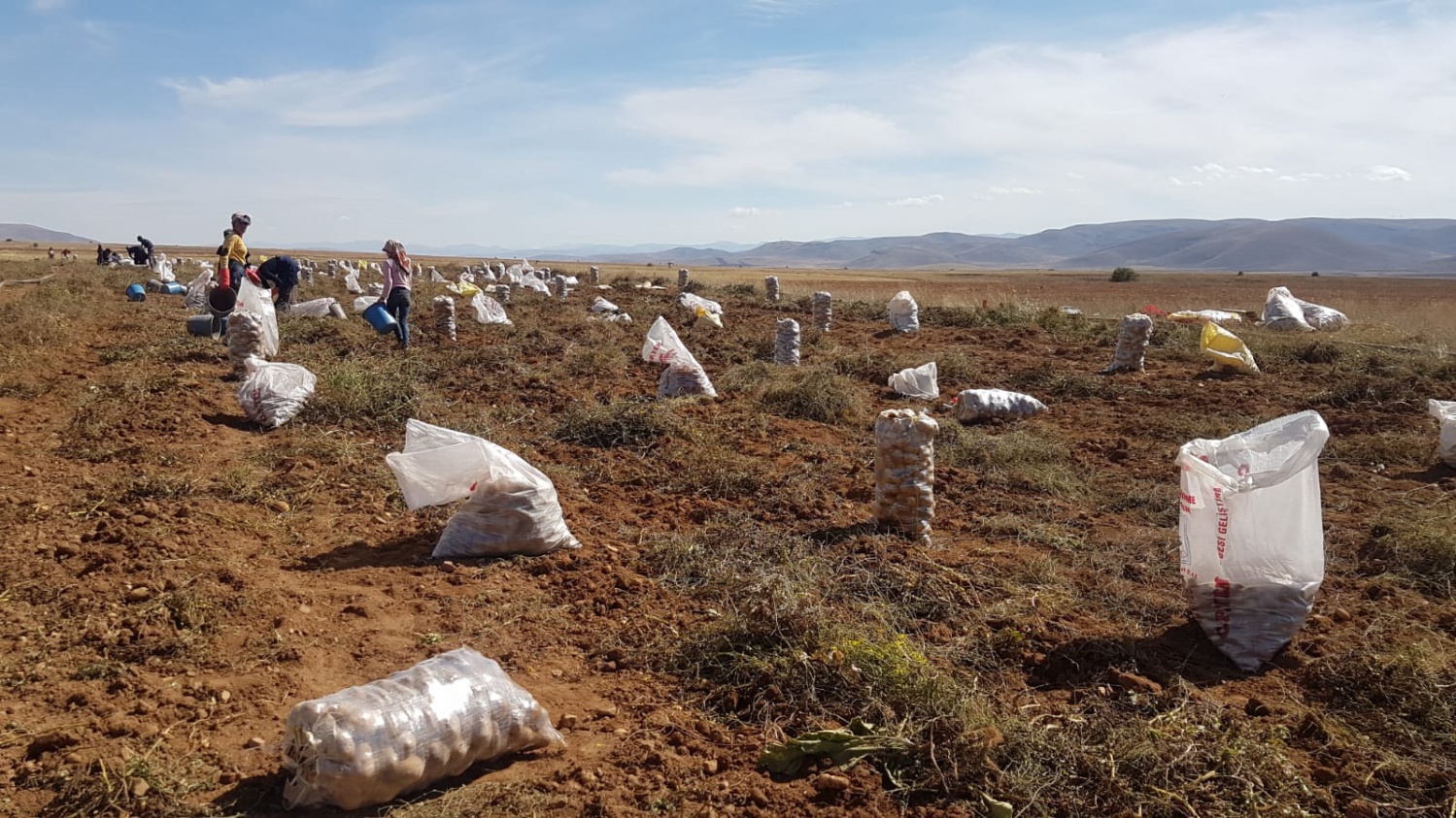 Köse’de topraklar suyla buluştu, verim kat be kat arttı 9