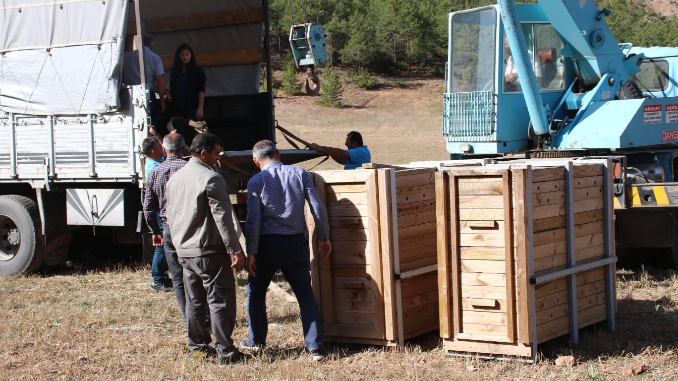 Gümüşhane’de 4 Kızıl Geyik daha doğaya salındı 1