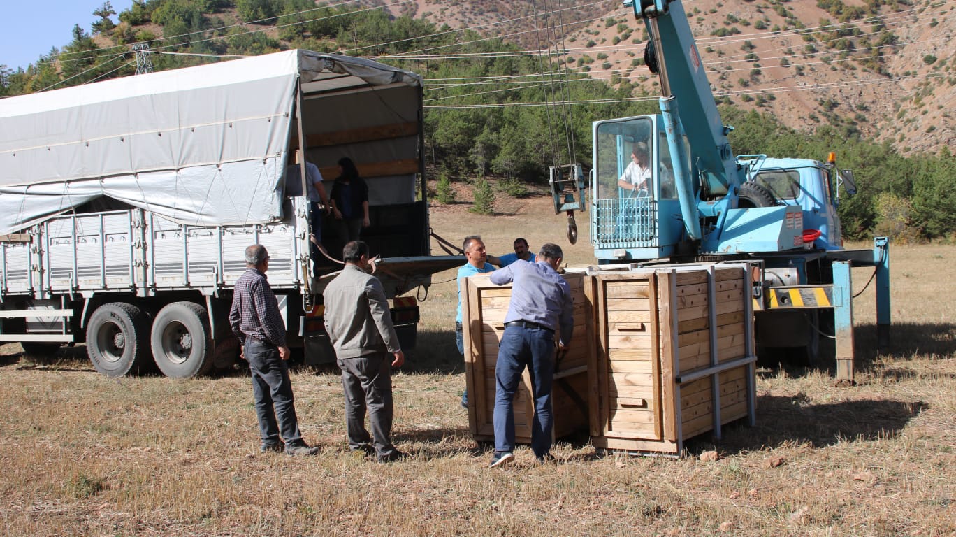 Gümüşhane’de 4 Kızıl Geyik daha doğaya salındı 3