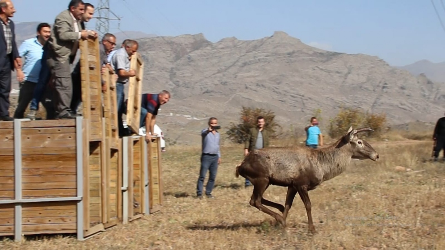 Gümüşhane’de 4 Kızıl Geyik daha doğaya salındı 4
