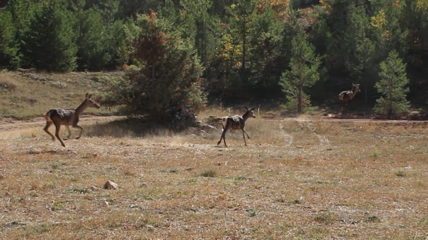Gümüşhane’de 4 Kızıl Geyik daha doğaya salındı 6