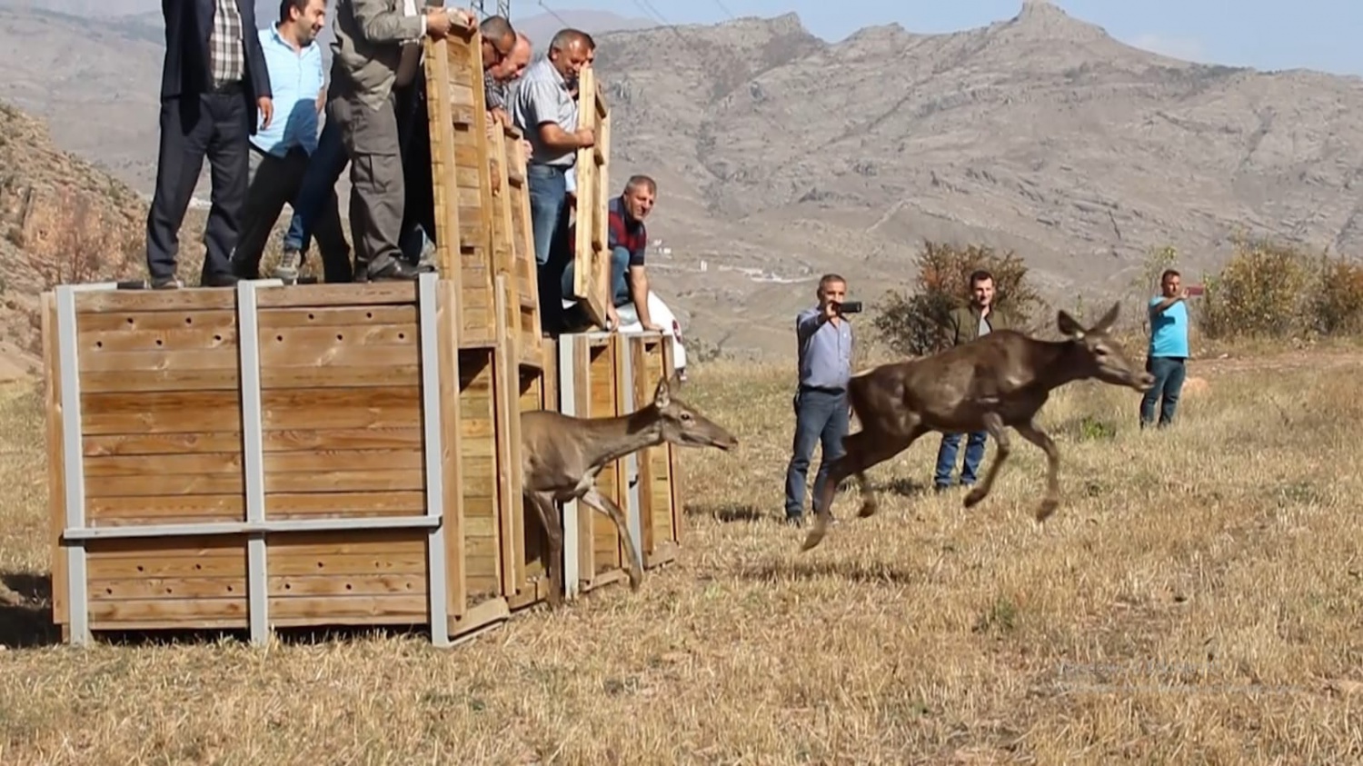 Gümüşhane’de 4 Kızıl Geyik daha doğaya salındı 9