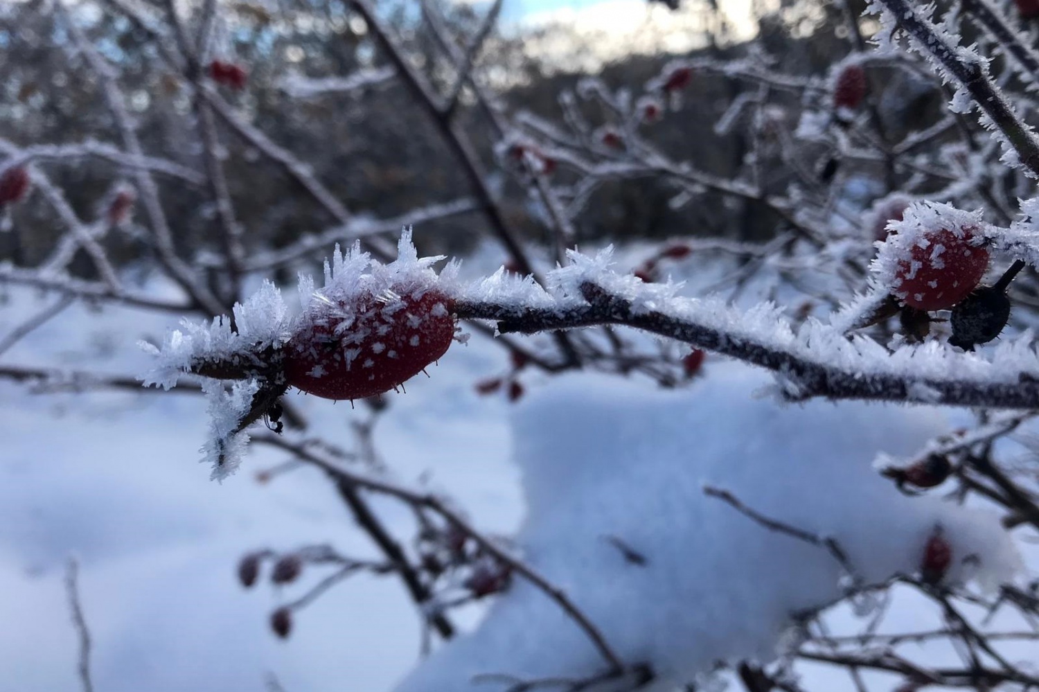 Gümüşhaneli dağcılar Sarıkamış şehitleri için yürüdü 16