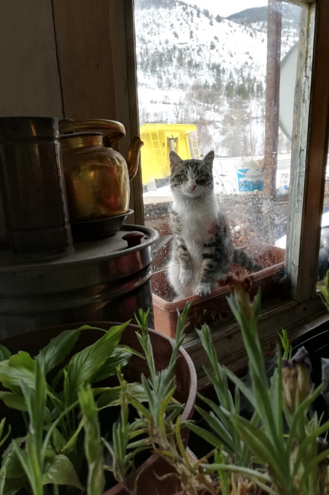 Bu kahvenin maskotu: Nazeker 4