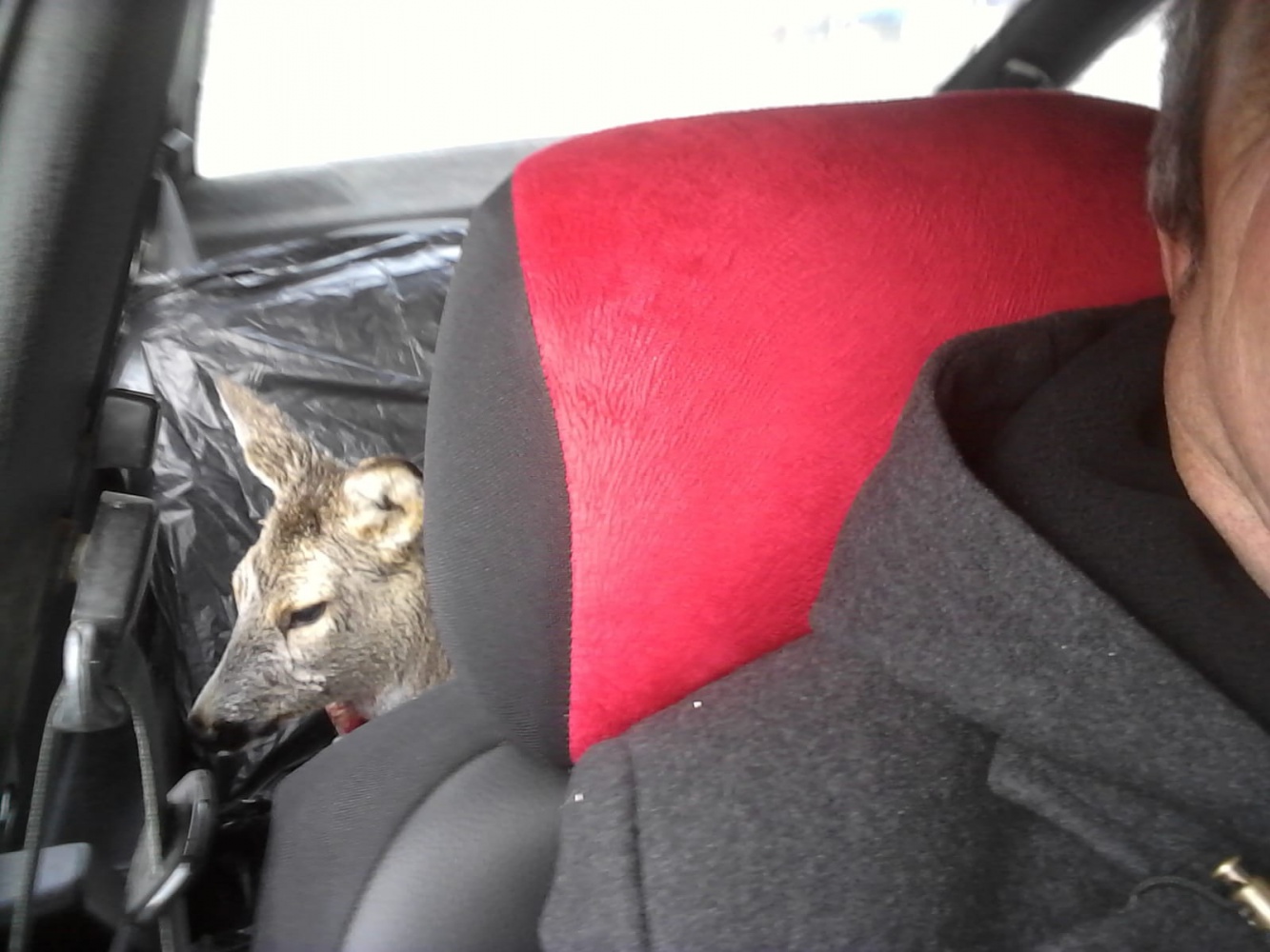 Kalp masajı yapılan yaralı Karaca kurtarılamadı 17