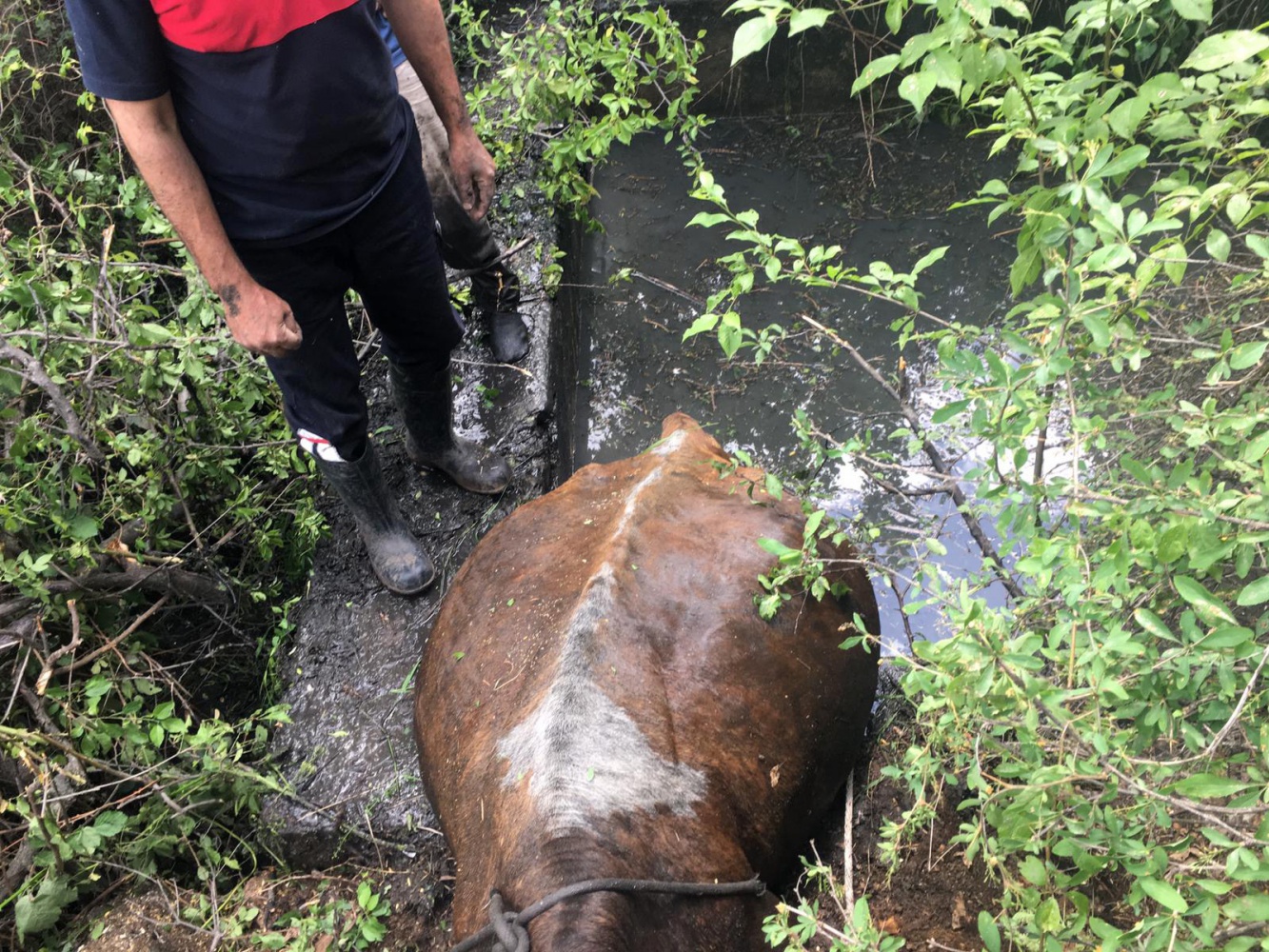 Havuza düşen inek operasyonla kurtarıldı 2