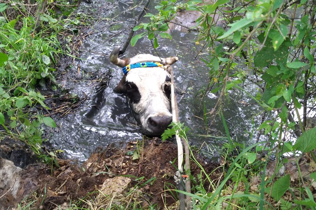 Havuza düşen inek operasyonla kurtarıldı 1