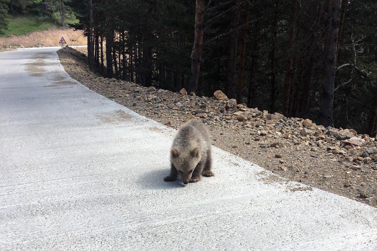 Yavru ayı yola indi, Arap turistler şaştı kaldı 2