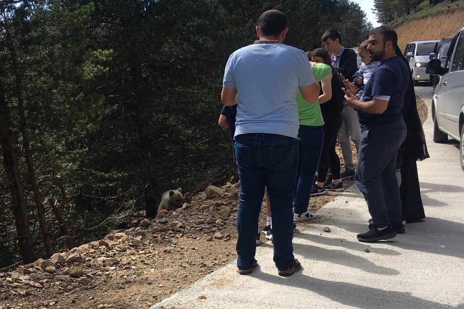 Yavru ayı yola indi, Arap turistler şaştı kaldı 4