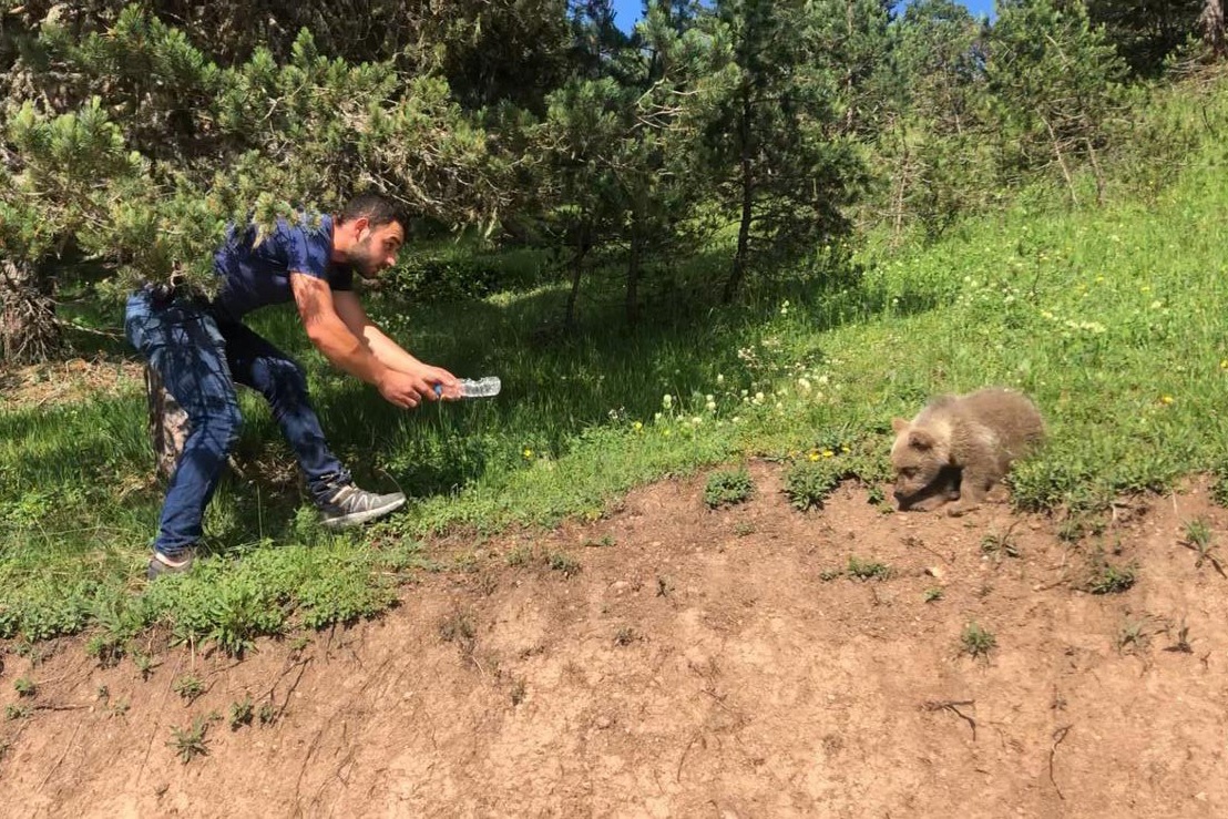 Yavru ayı yola indi, Arap turistler şaştı kaldı 6