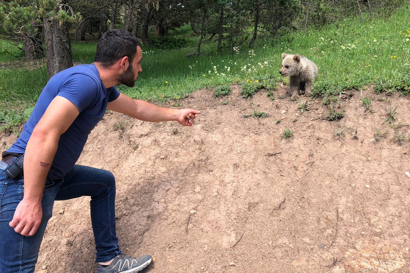 Yavru ayı yola indi, Arap turistler şaştı kaldı 10