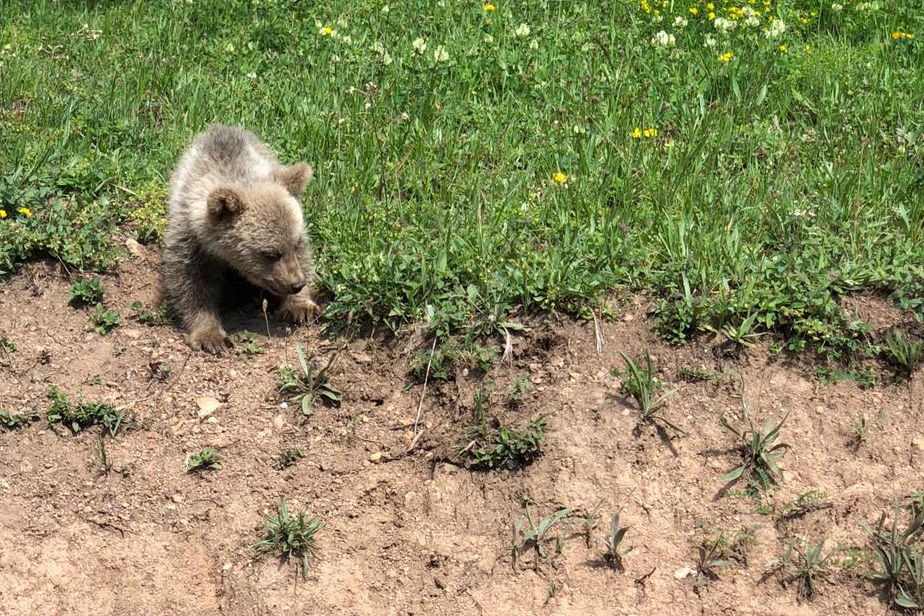 Yavru ayı yola indi, Arap turistler şaştı kaldı 5