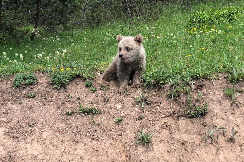 Yavru ayı yola indi, Arap turistler şaştı kaldı 9