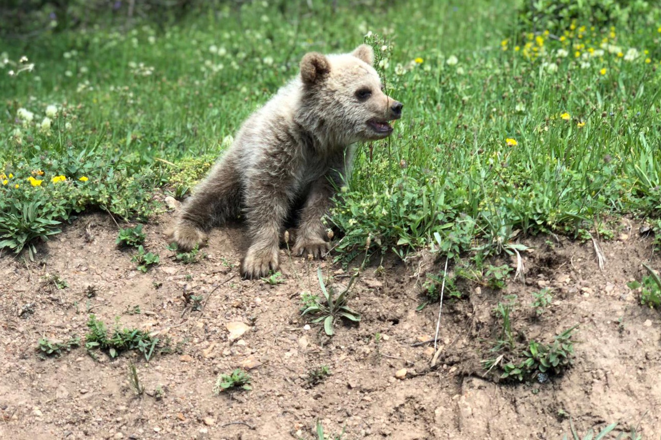 Yavru ayı yola indi, Arap turistler şaştı kaldı 8