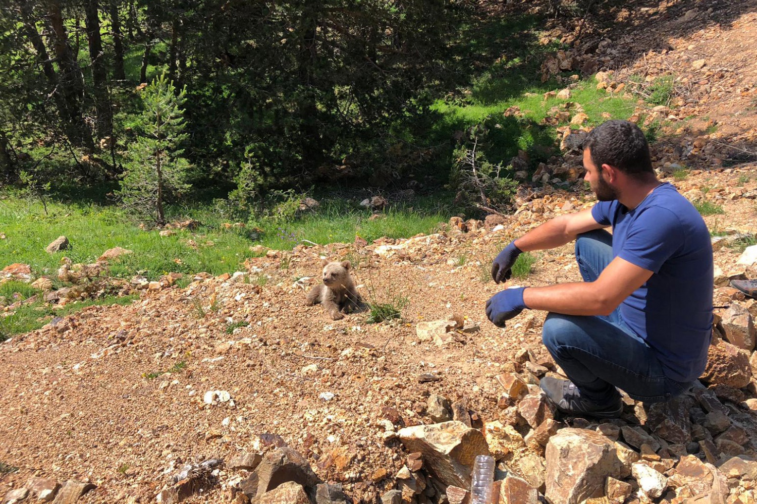 Yavru ayı yola indi, Arap turistler şaştı kaldı 13