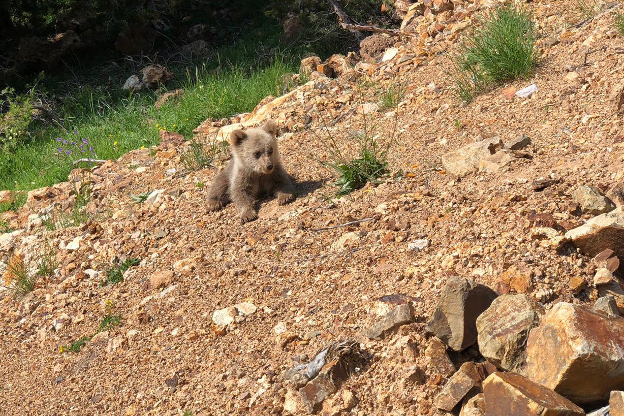 Yavru ayı yola indi, Arap turistler şaştı kaldı 11