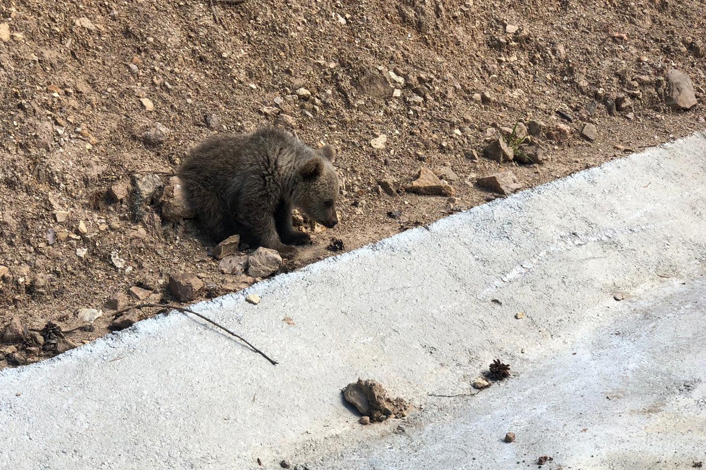 Yavru ayı yola indi, Arap turistler şaştı kaldı 12