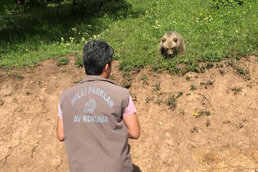Yavru ayı yola indi, Arap turistler şaştı kaldı 3
