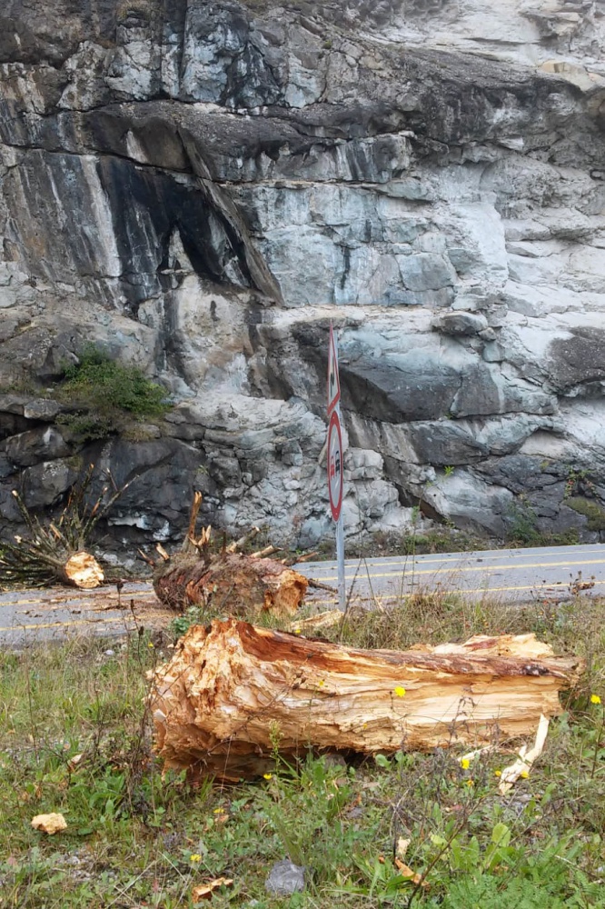 Zigana dağında dev ağaç karayoluna düştü 5