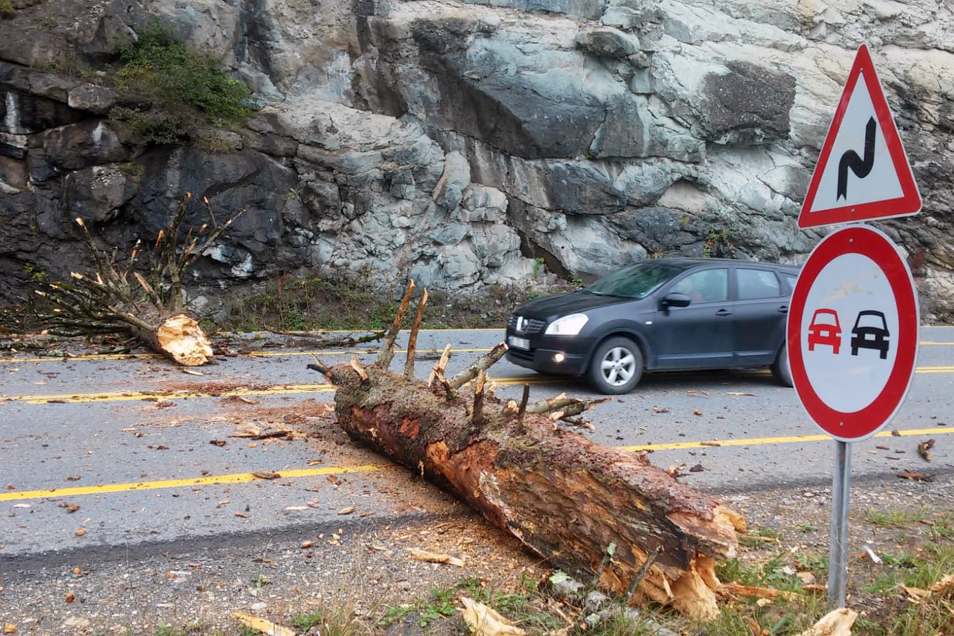 Zigana dağında dev ağaç karayoluna düştü 2