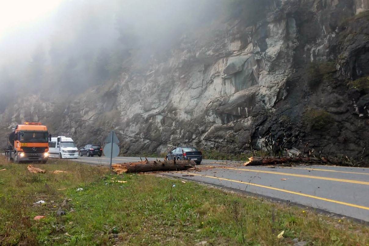Zigana dağında dev ağaç karayoluna düştü 1