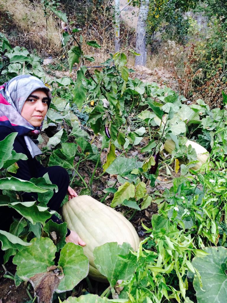 Bu bal kabağı tam 33,8 kilo 3