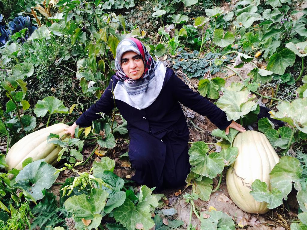 Bu bal kabağı tam 33,8 kilo 2