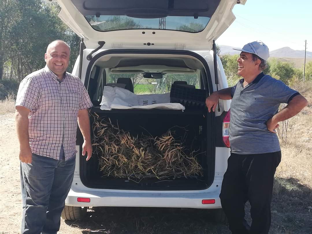 Kelkit Şeker Fasulyesi coğrafi işaretini aldı 6