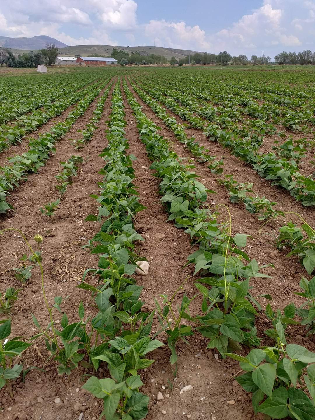 Kelkit Şeker Fasulyesi coğrafi işaretini aldı 7