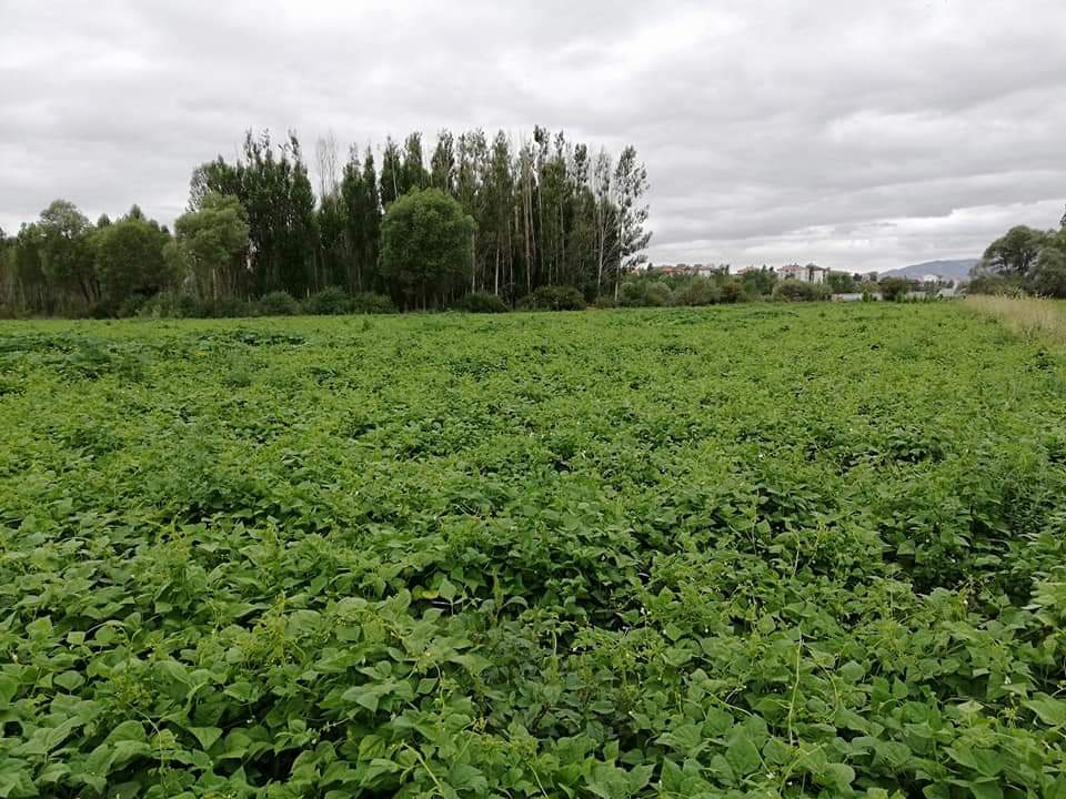 Kelkit Şeker Fasulyesi coğrafi işaretini aldı 10