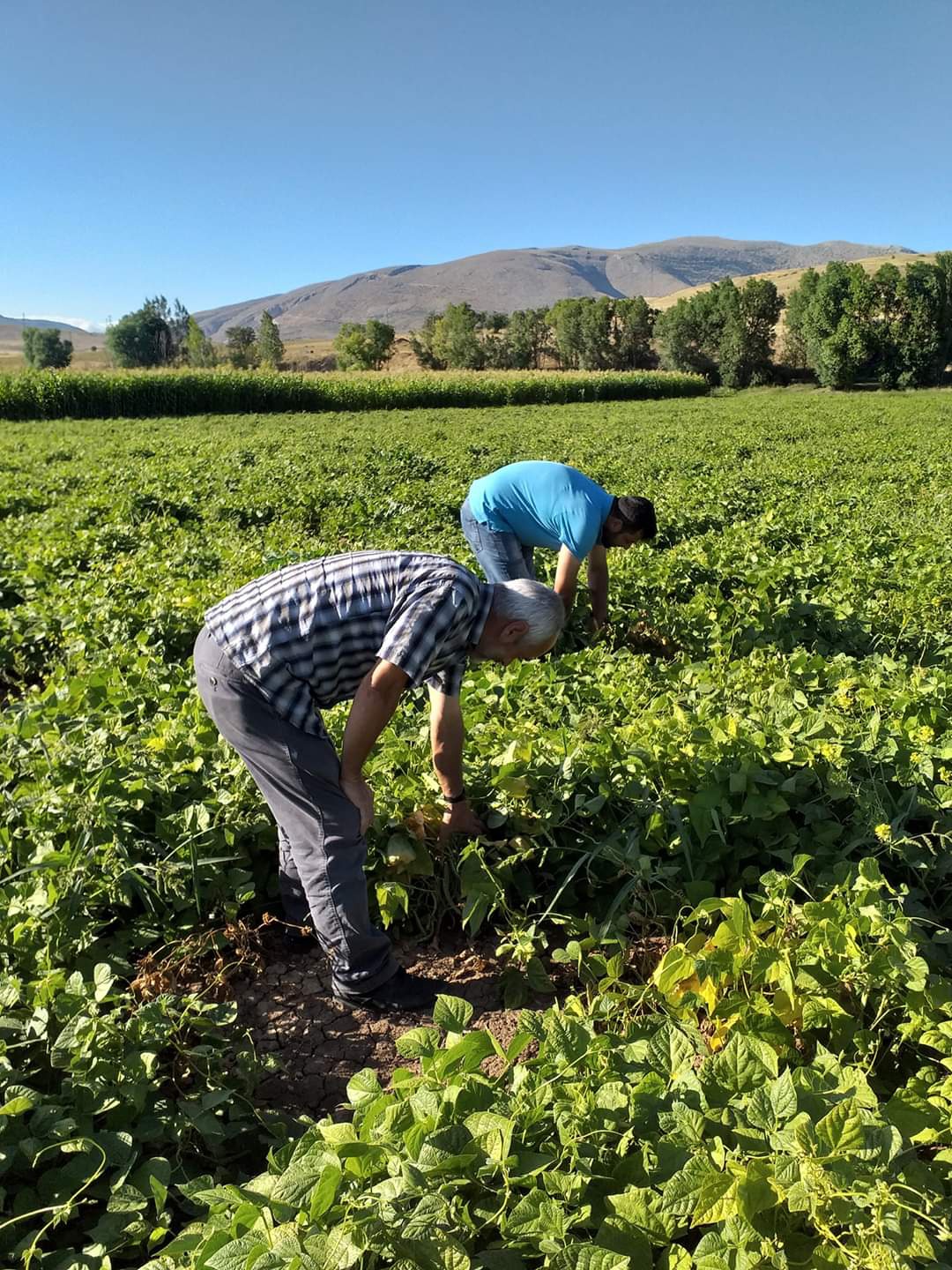 Kelkit Şeker Fasulyesi coğrafi işaretini aldı 15