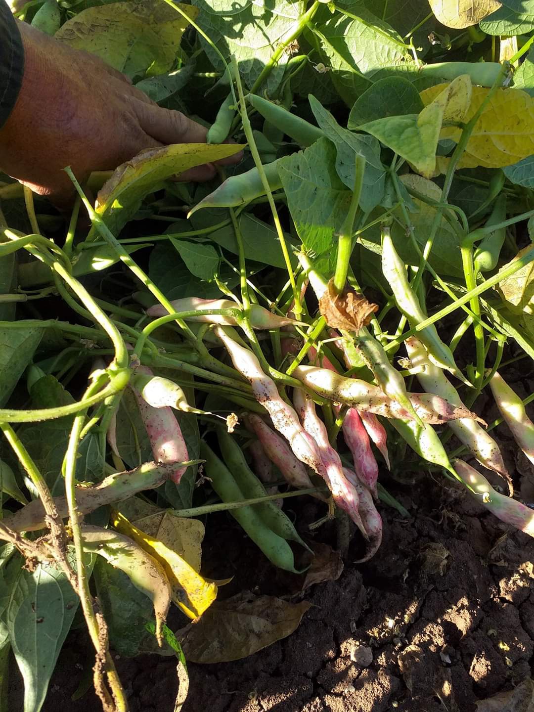 Kelkit Şeker Fasulyesi coğrafi işaretini aldı 11