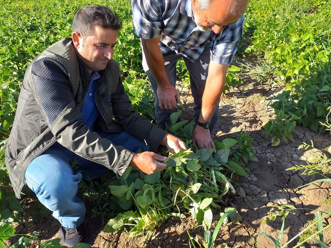 Kelkit Şeker Fasulyesi coğrafi işaretini aldı 8