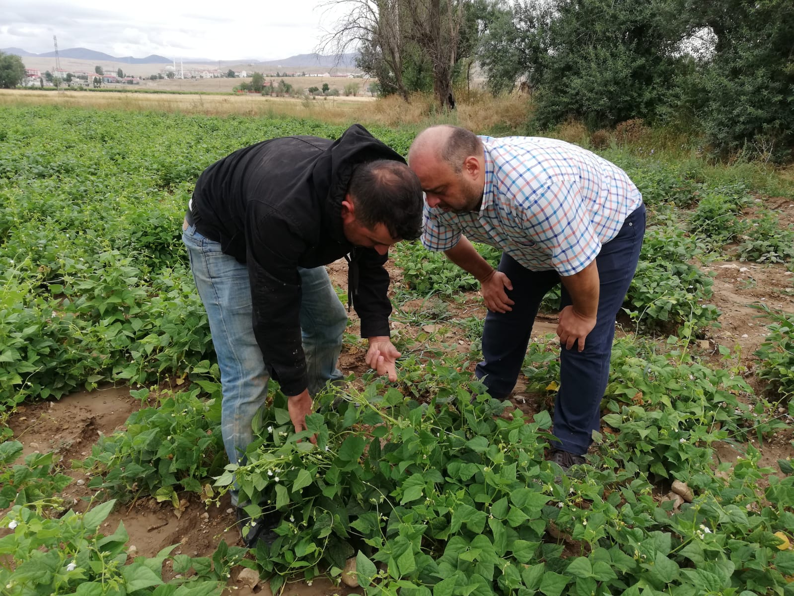 Kelkit Şeker Fasulyesi coğrafi işaretini aldı 14