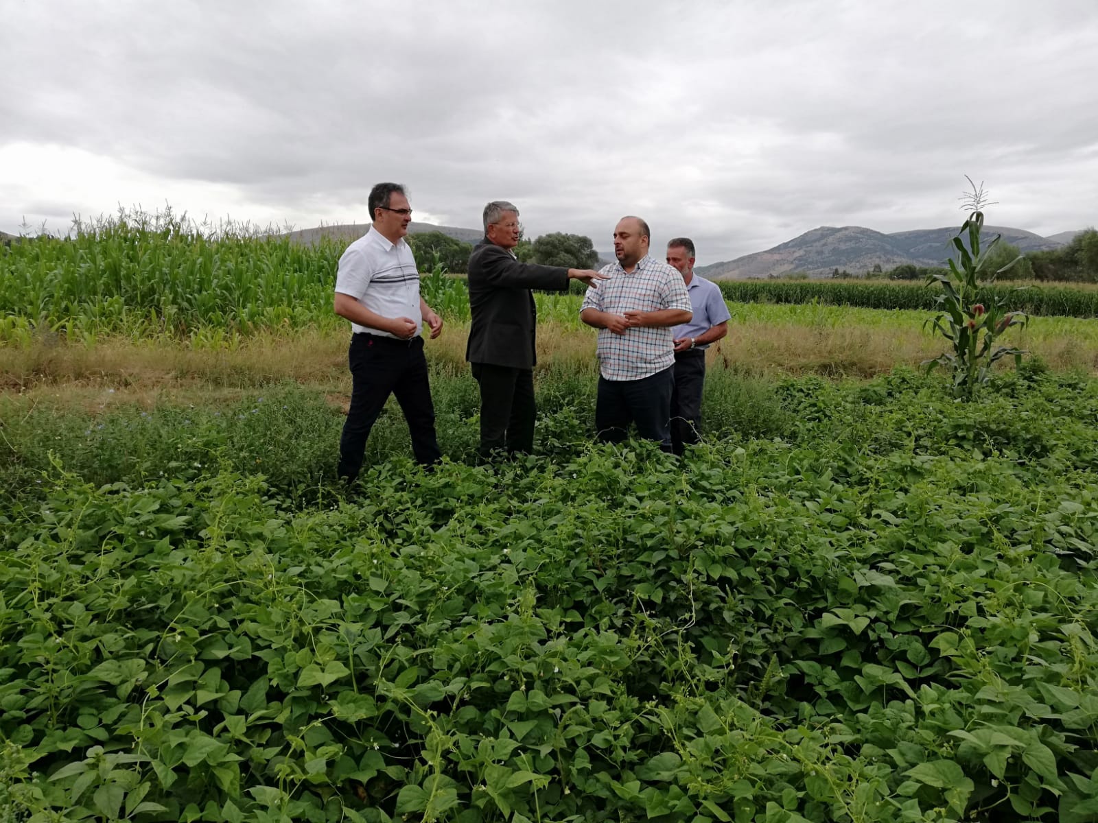 Kelkit Şeker Fasulyesi coğrafi işaretini aldı 17