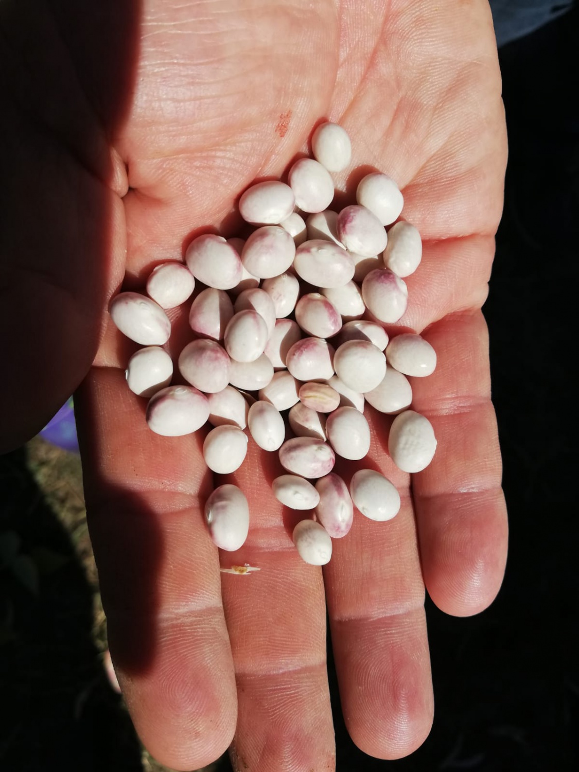 Kelkit Şeker Fasulyesi coğrafi işaretini aldı 3