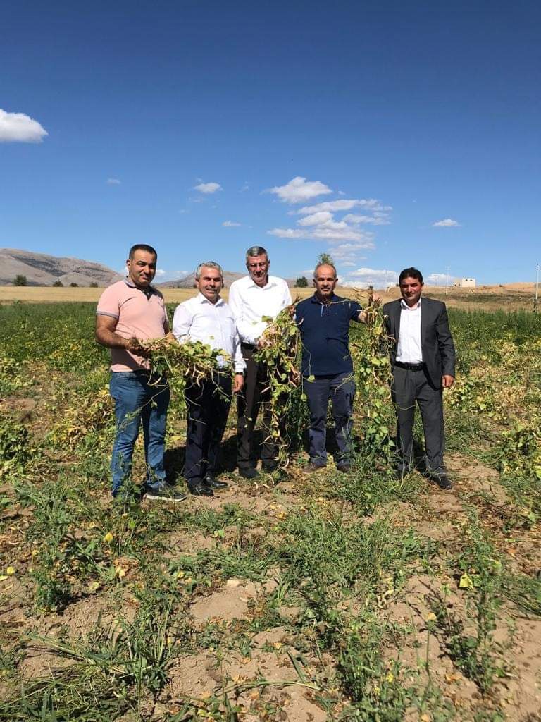 Kelkit Şeker Fasulyesi coğrafi işaretini aldı 4