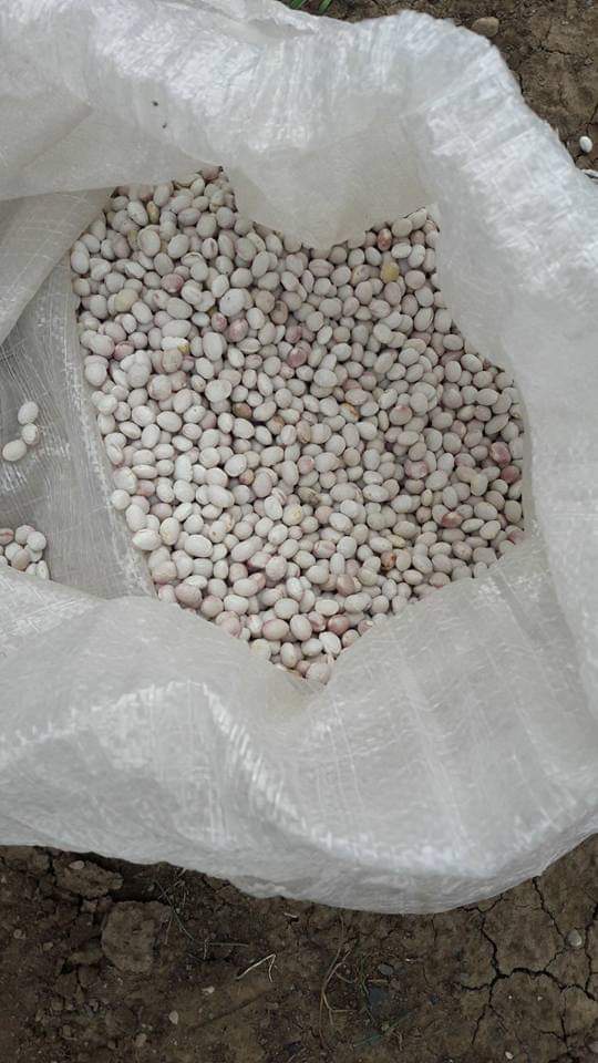 Kelkit Şeker Fasulyesi coğrafi işaretini aldı 1