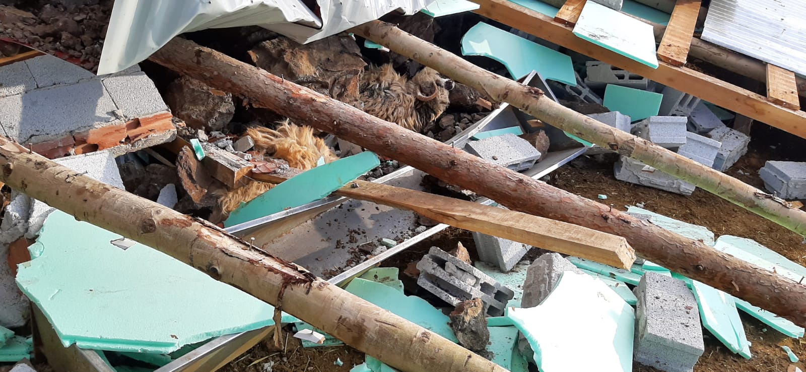 Genç çiftçinin 15 koyunu telef oldu, 60 koyunu kayboldu 9