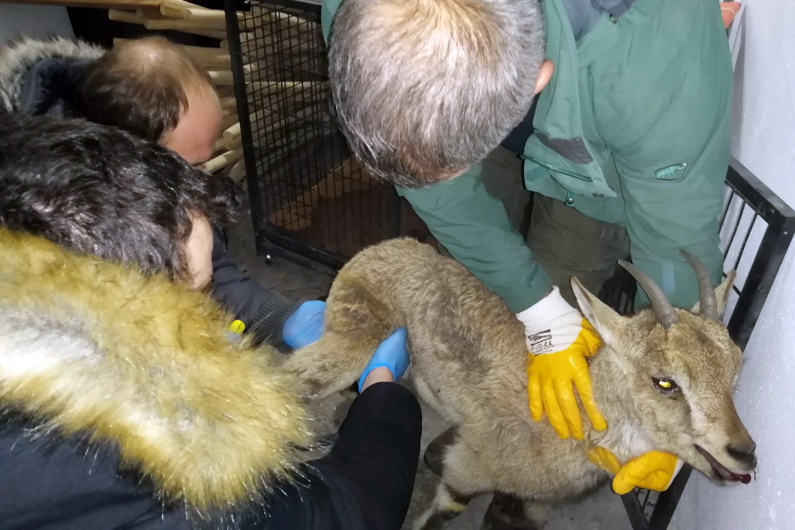 Yaralı yavru yaban keçisi tedavi edilerek doğaya bırakıldı 4