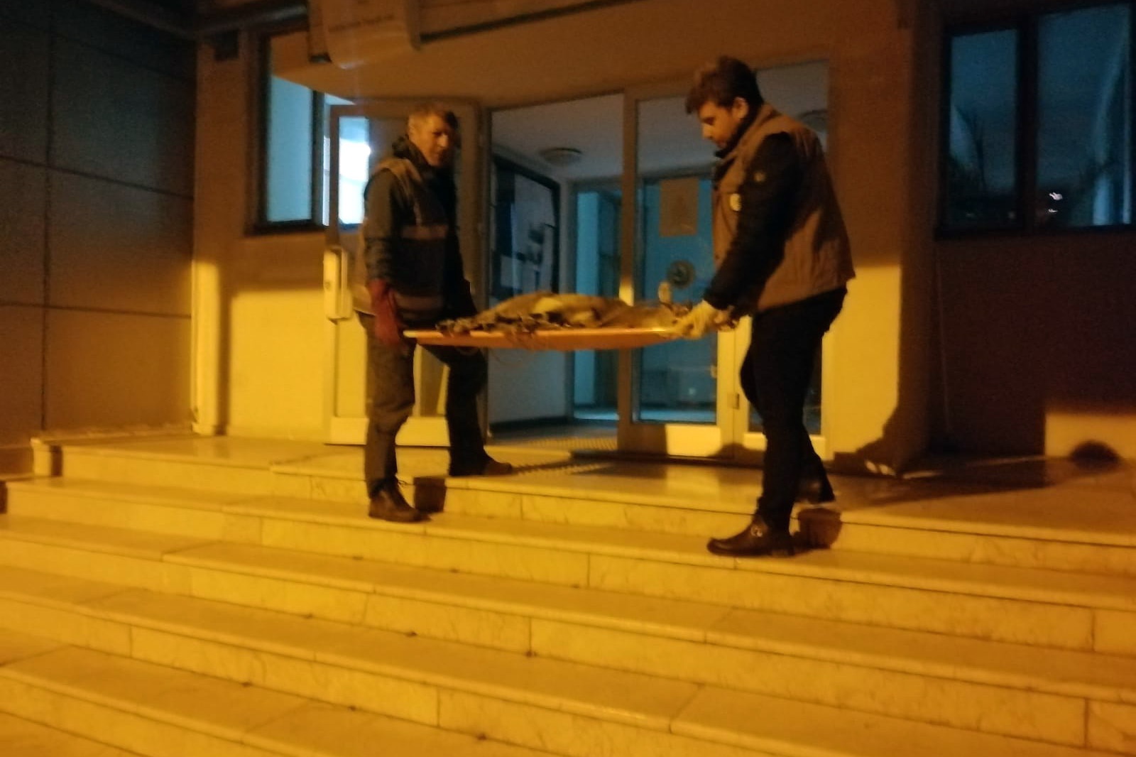 Yaralı yavru yaban keçisi tedavi edilerek doğaya bırakıldı 1